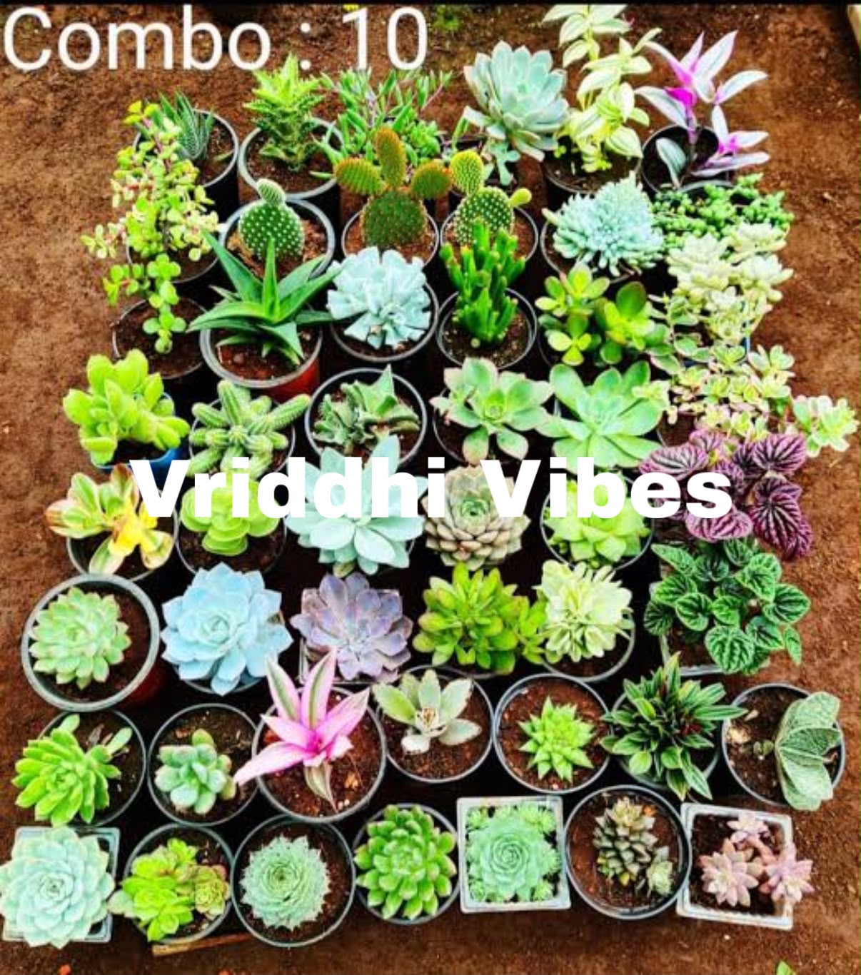 Live Succulent Plant Combo (Set of 10)